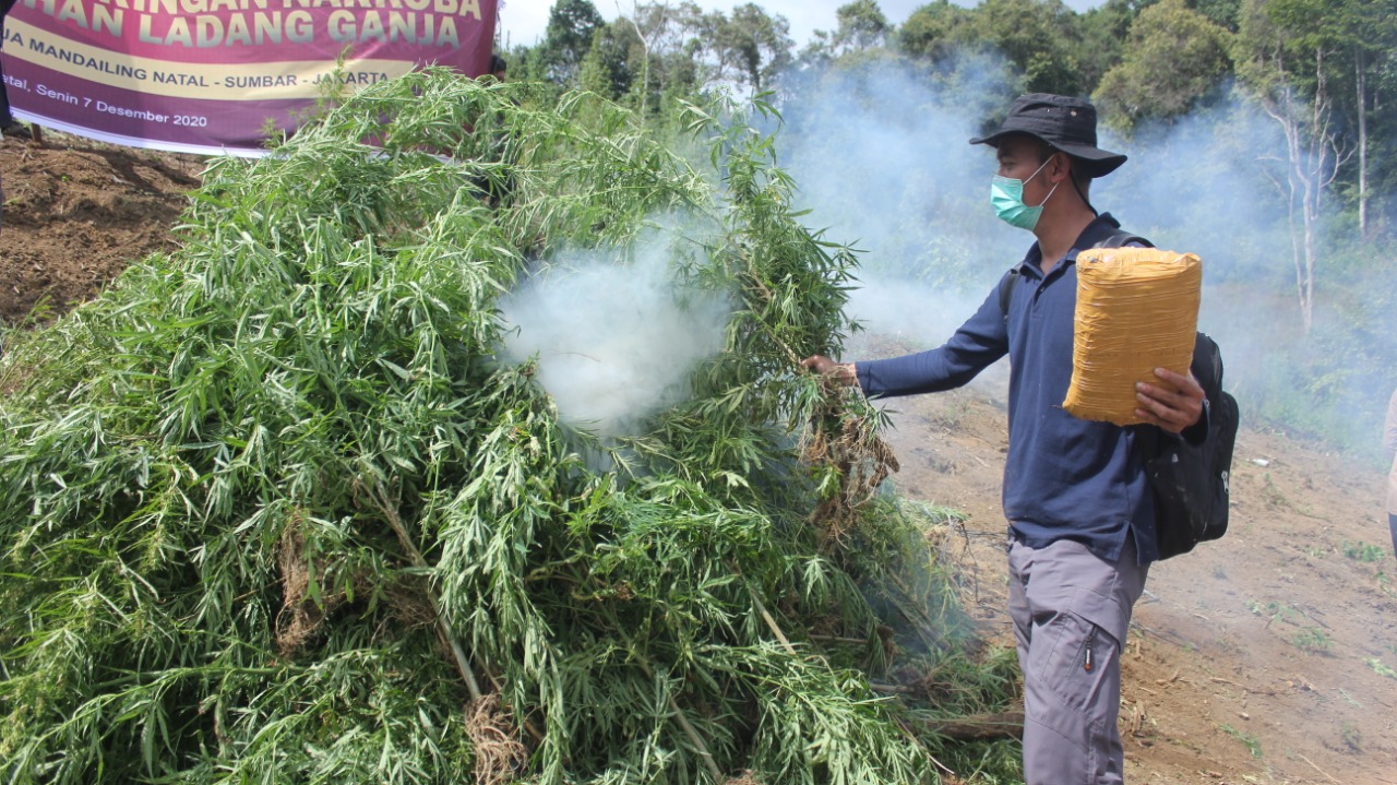 Bareskrim Polri Musnahkan 5 Hektare Ladang Ganja di Pegunungan Torsipira Manuk, Sumut