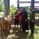 Rayakan Idul Ahda, Kapolda Kalteng Sumbang Seekor Sapi Qurban untuk PWI